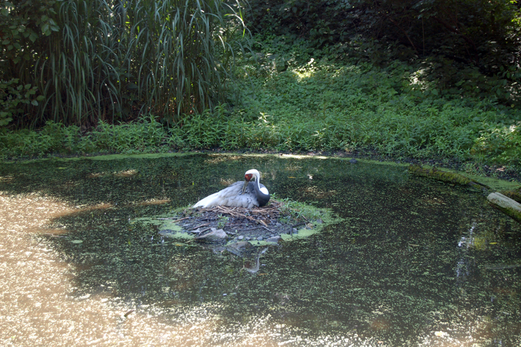 07-07-06, 037, Bronx Zoo, NYC