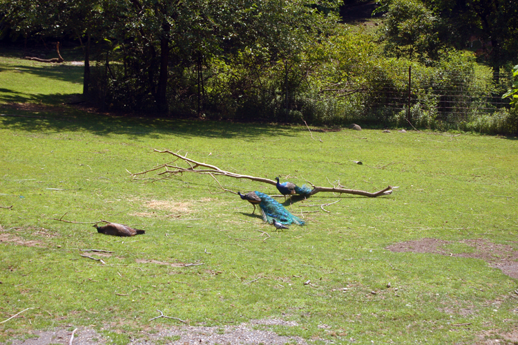 07-07-06, 039, Bronx Zoo, NYC