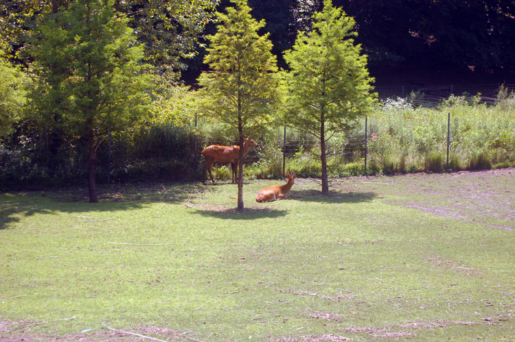 07-07-06, 041, Bronx Zoo, NYC