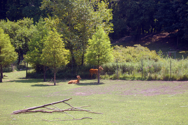 07-07-06, 043, Bronx Zoo, NYC