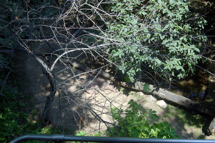 07-07-06, 047, Bronx Zoo, NYC