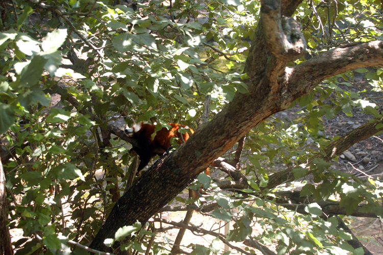 07-07-06, 053, Bronx Zoo, NYC