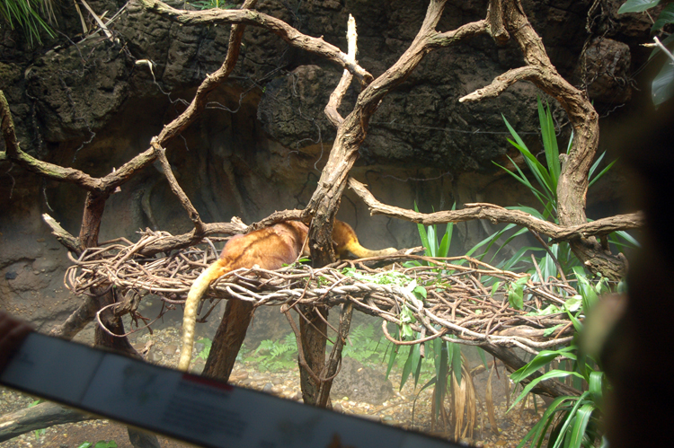 07-07-06, 055, Bronx Zoo, NYC