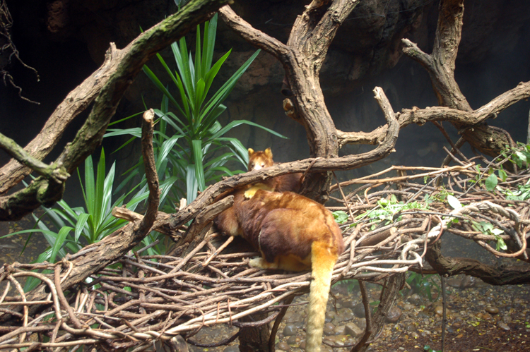 07-07-06, 056, Bronx Zoo, NYC