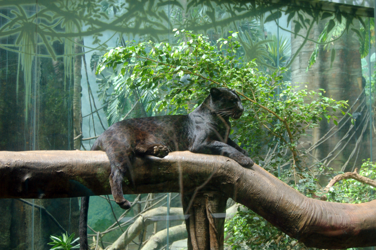 07-07-06, 064, Bronx Zoo, NYC