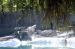 07-07-06, 033, Bronx Zoo, NYC