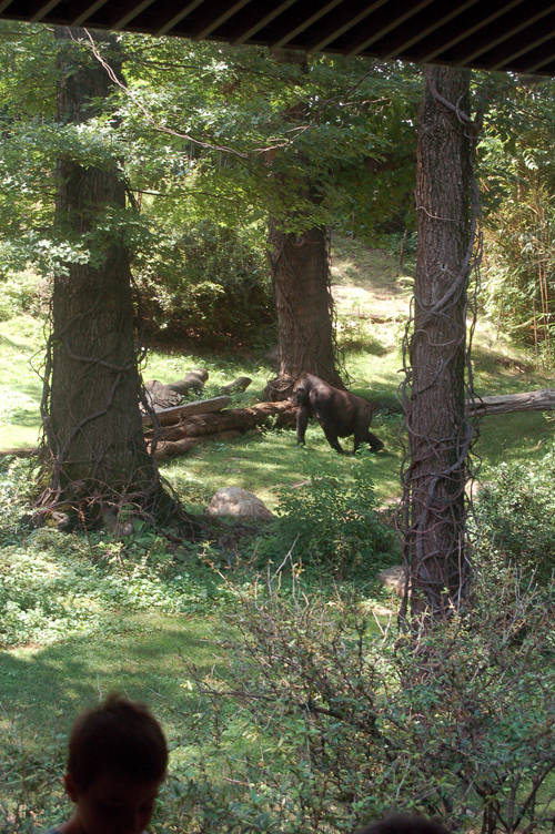 07-07-06, 136, Bronx Zoo, NYC