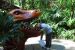 08-03-02, 026,  Dinosuar World, Fla