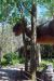 08-03-02, 039,  Dinosuar World, Fla