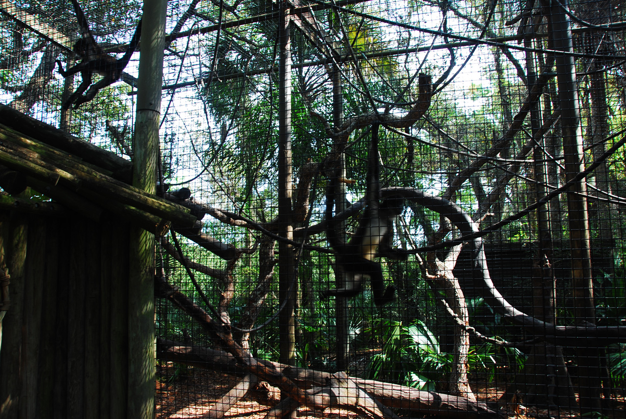 08-03-05, 009, Brevard Zoo, Fla