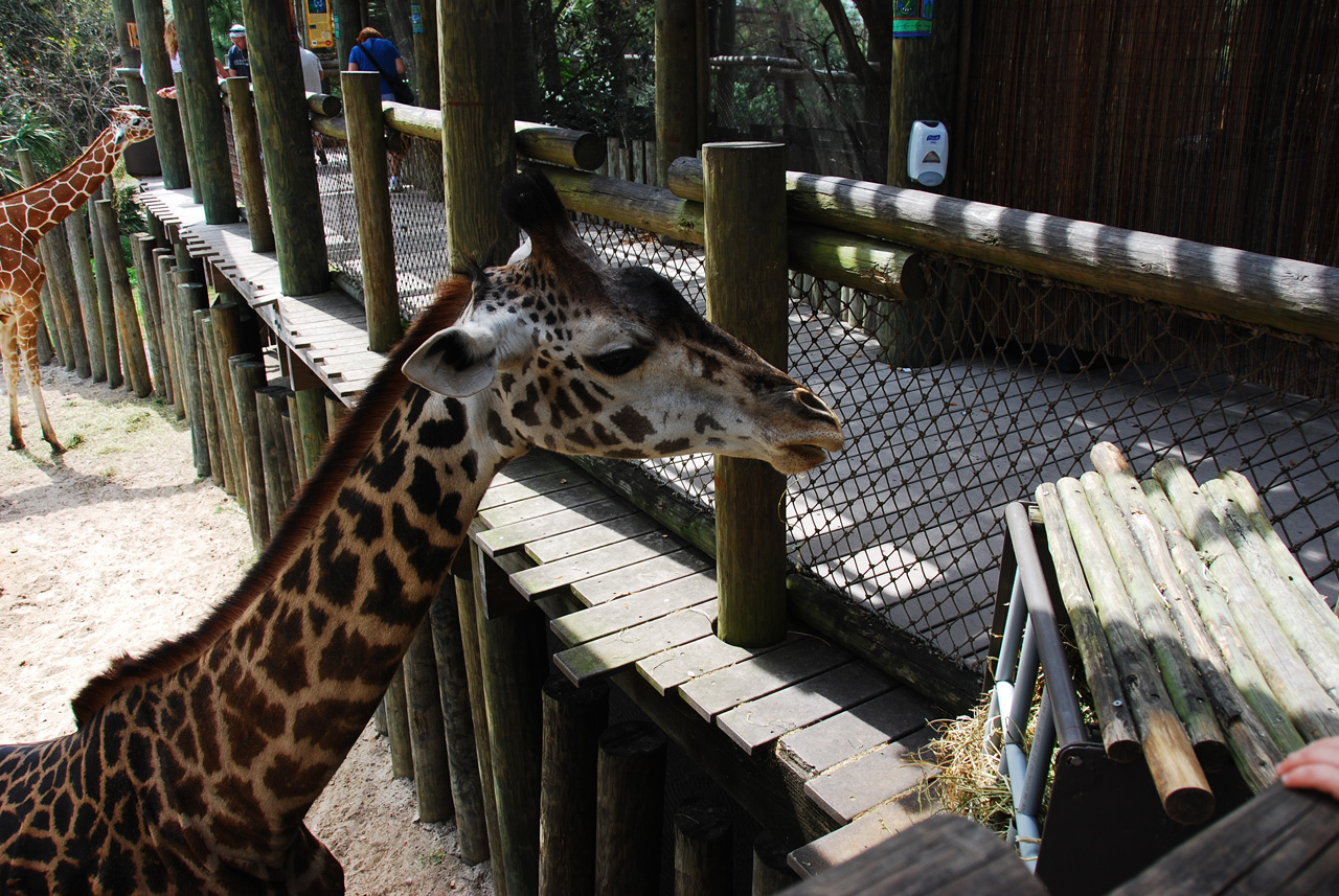 08-03-05, 055, Brevard Zoo, Fla