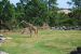 08-03-05, 043, Brevard Zoo, Fla