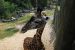 08-03-05, 047, Brevard Zoo, Fla