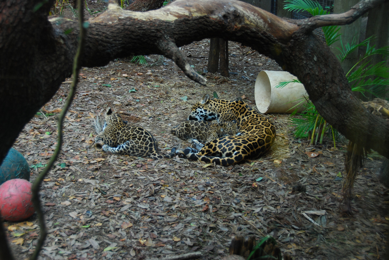 09-01-02, 005, Brevard Zoo, Fla