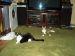 2013-06-03, 001, Frisky & Ferris